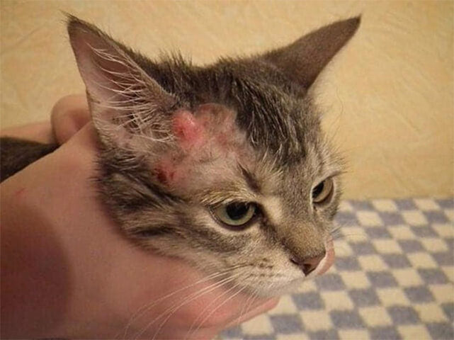 Mèo Bị Trầy Da: Nguyên Nhân, Cách Chăm Sóc và Phòng Ngừa Hiệu Quả