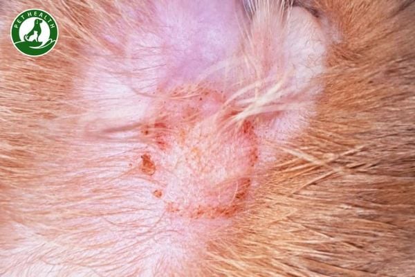 Mèo Bị Viêm Da: Nguyên Nhân, Triệu Chứng, Cách Điều Trị Hiệu Quả