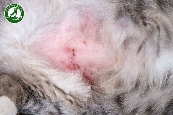 Mèo bị viêm da dị ứng: Nguyên nhân, triệu chứng & cách trị