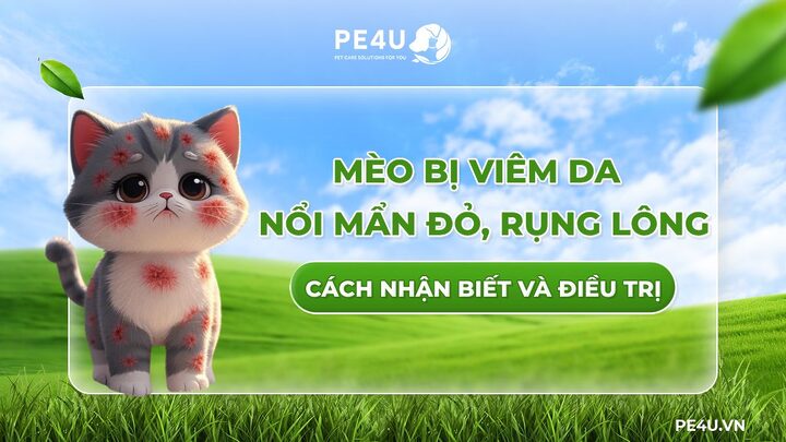 Mèo Bị Rụng Lông Nổi Mẩn: Nguyên Nhân, Triệu Chứng & Cách Xử Lý