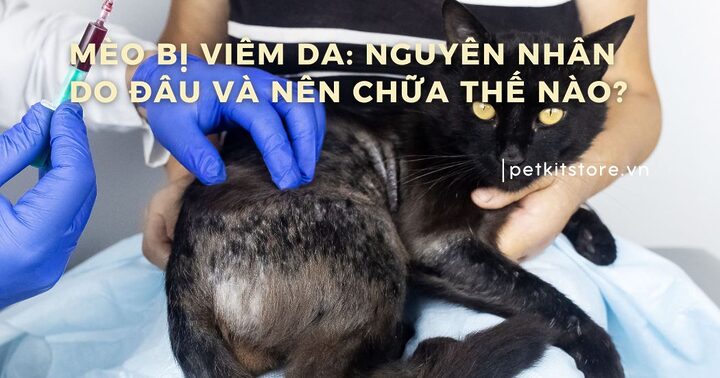 Mèo Bị Lở Loét Không Rõ Lý Do: Nguyên Nhân, Dấu Hiệu Và Cách Xử Lý