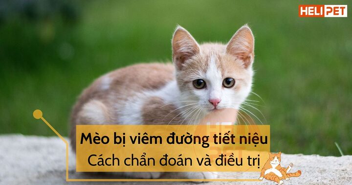Mèo Bị Viêm Đường Tiết Niệu: Dấu Hiệu, Nguyên Nhân & Cách Trị