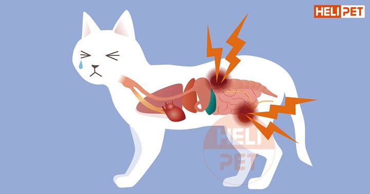 Mèo Bị Viêm Đường Tiết Niệu: Dấu Hiệu, Nguyên Nhân & Cách Trị