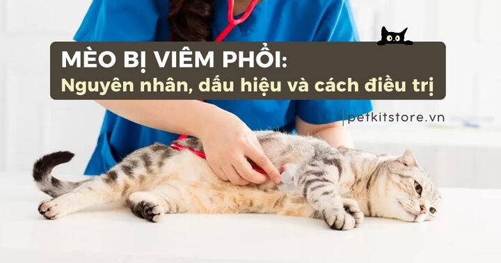 Dấu hiệu mèo bị bệnh phổi nhận biết sớm để điều trị hiệu quả