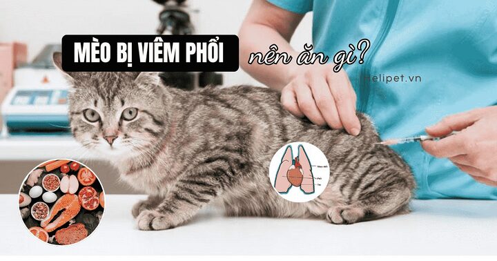 Dấu hiệu mèo bị bệnh phổi nhận biết sớm để điều trị hiệu quả