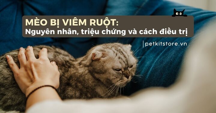 Mèo bị viêm đại tràng: Nguyên nhân, triệu chứng và cách điều trị