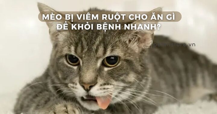 Mèo Bị Viêm Ruột: Có Nên Cho Ăn Hạt Không? Hướng Dẫn Dinh Dưỡng Toàn Diện