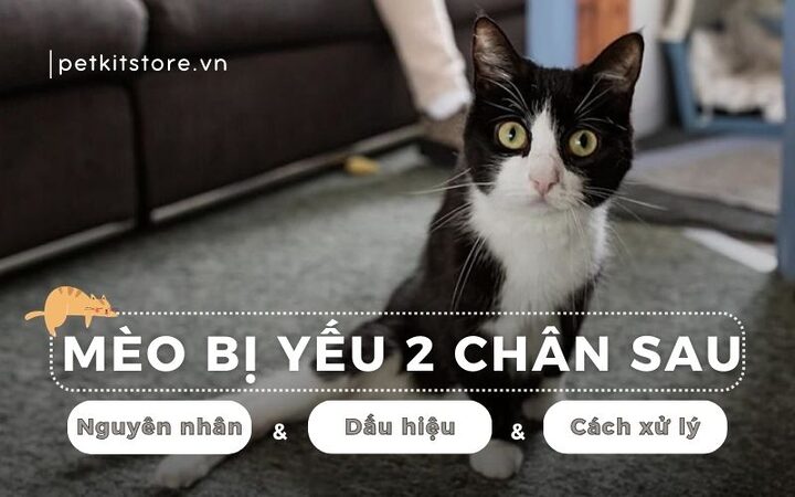 Mèo bị yếu chân sau: Dấu hiệu, nguyên nhân và cách xử lý