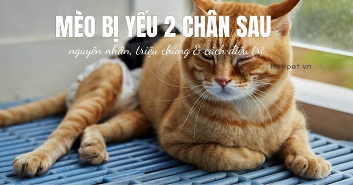 Mèo bị yếu chân sau: Dấu hiệu, nguyên nhân và cách xử lý