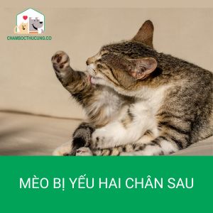 Mèo bị yếu chân sau: Dấu hiệu, nguyên nhân và cách xử lý