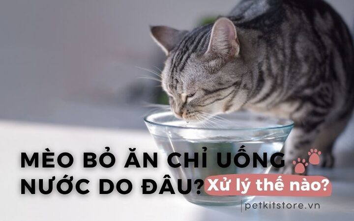 Mèo bị rụng lông ở bụng bỏ ăn: Nguyên nhân & cách xử lý