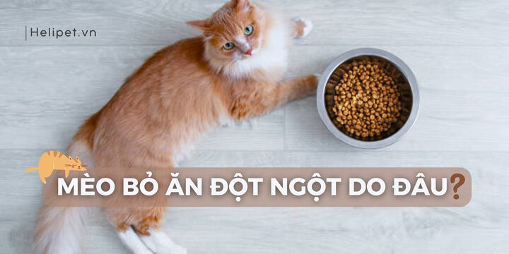 Mèo Bị Đau Bụng Bỏ Ăn: Nguyên Nhân & Cách Xử Lý