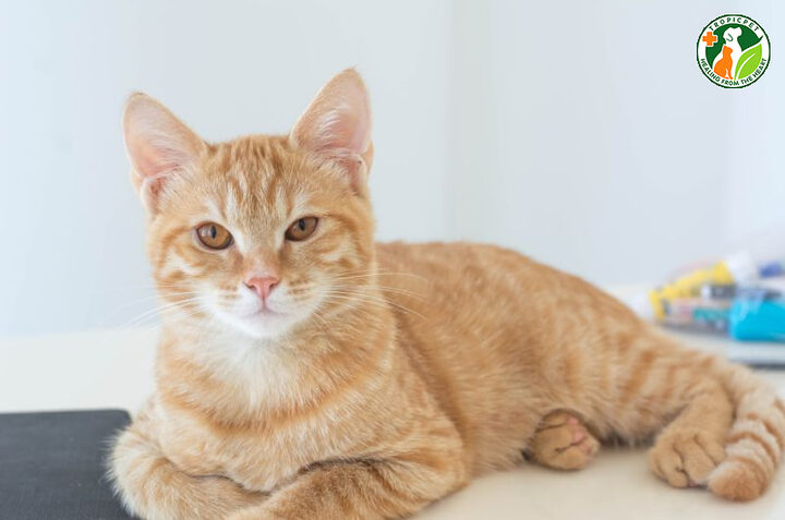 Các loại mèo ta phổ biến ở Việt Nam