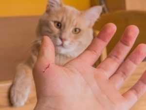 Mèo Bị Cào: Hiểu Rõ Rủi Ro, Cách Xử Lý Và Phòng Ngừa