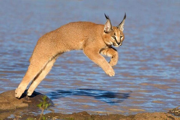 Mèo Caracal với chùm lông đen đặc trưng ở tai