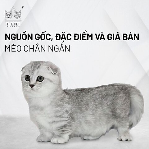 Mèo Munchkin Chân Ngắn: Đặc Điểm, Cách Chăm Sóc và Kinh Nghiệm Chi Tiết