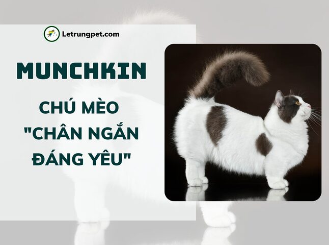 Mèo chân ngắn giá tốt - hình ảnh mèo Munchkin đáng yêu