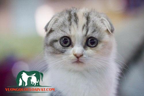 mèo chân ngắn scottish fold nhân giống tại việt nam