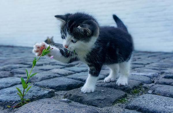 Chăm sóc mèo ta con 1 tháng tuổi