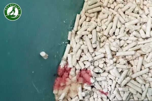 Mèo Bị Tiểu Ra Máu: Nguyên Nhân, Triệu Chứng & Xử Lý