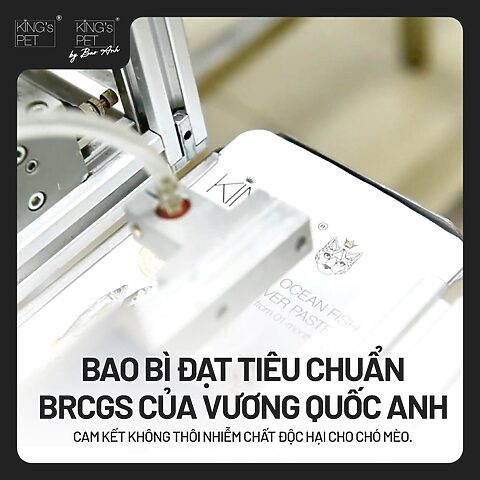 Mèo đang ăn từ bát, biểu tượng cho việc chăm sóc dinh dưỡng đúng cách