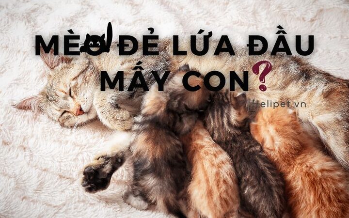 Sinh sản ở mèo Anh lông ngắn: A-Z cho người nuôi