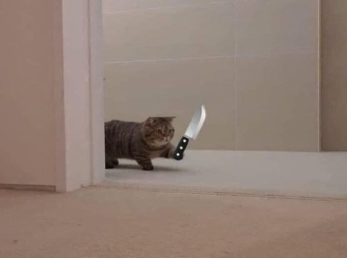 Meme "Con Mèo Chân Ngắn Đang Đi": Khám Phá Hiện Tượng