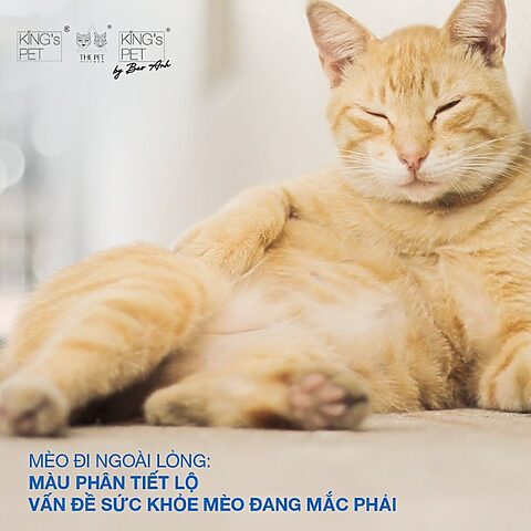 Phân Mèo Bị Lỏng: Nguyên Nhân, Dấu Hiệu & Xử Lý