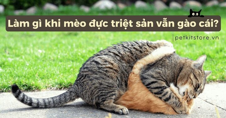 Giải mã hiện tượng mèo bị thiến vẫn đi chơi