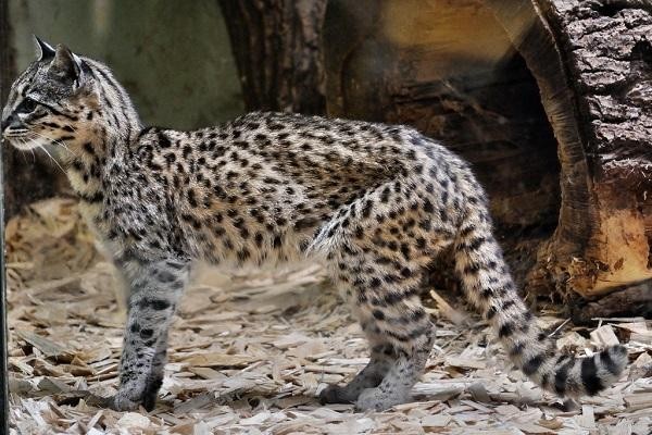 Mèo Geoffroy với hoa văn ấn tượng trên bộ lông