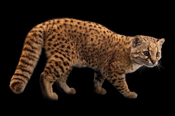 Mèo Guina, loài mèo nhỏ nhất ở Nam Mỹ