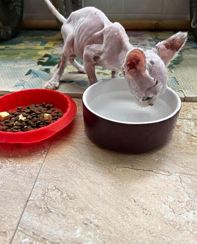 Mèo Bị Gầy Đi: Nguyên Nhân, Dấu Hiệu & Giải Pháp Chi Tiết