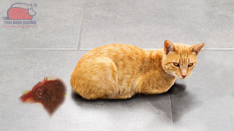 Mèo Bị Ra Máu: Nguyên Nhân, Dấu Hiệu Và Cách Xử Lý