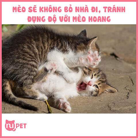 Mèo bị thiến bỏ nhà đi: Hiểu đúng và cách xử lý