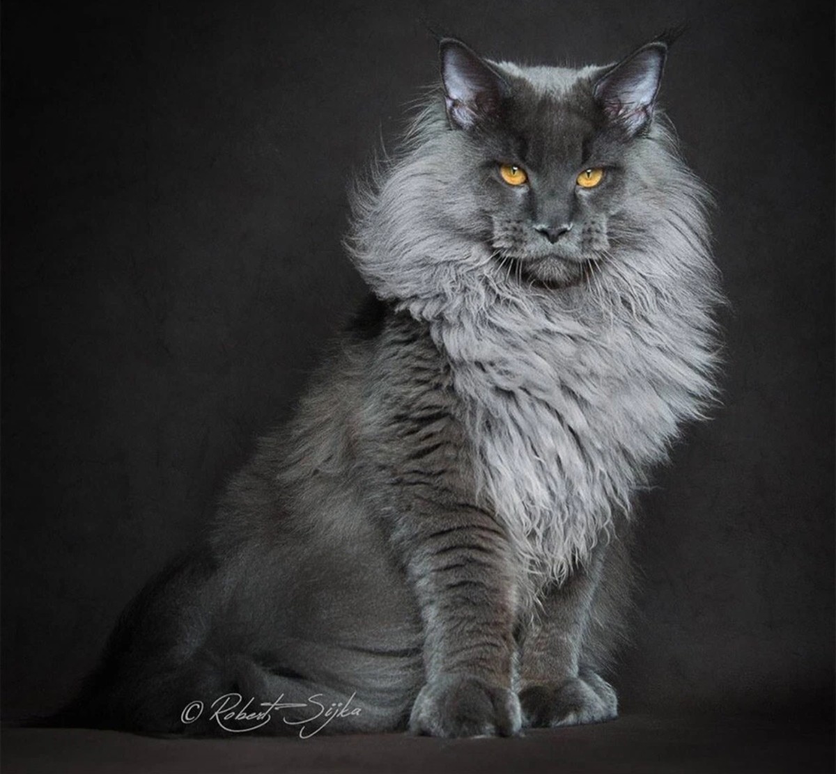 Mèo Maine Coon đứng trên hai chân sau, thể hiện chiều cao và vóc dáng lớn như một đứa trẻ