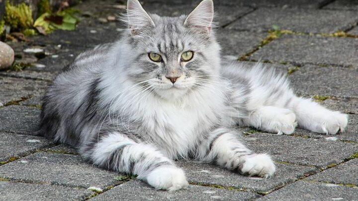 Giống Mèo Maine Coon: Đặc Điểm và Cách Chăm Sóc
