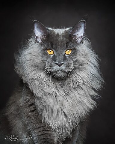Mèo Maine Coon với bộ lông dài, dáng ngồi uy nghi thể hiện vẻ đẹp và kích thước nổi bật