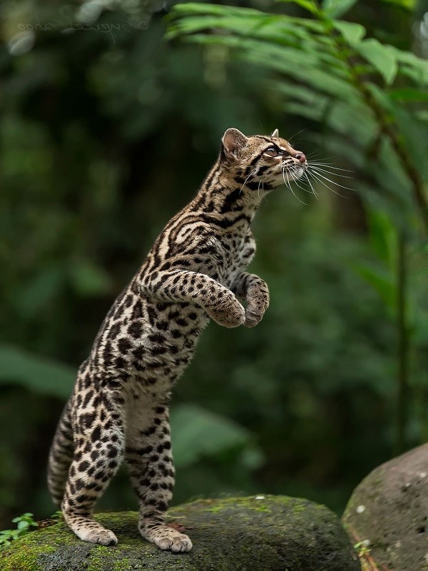 Mèo Margay đang leo trèo trên thân cây