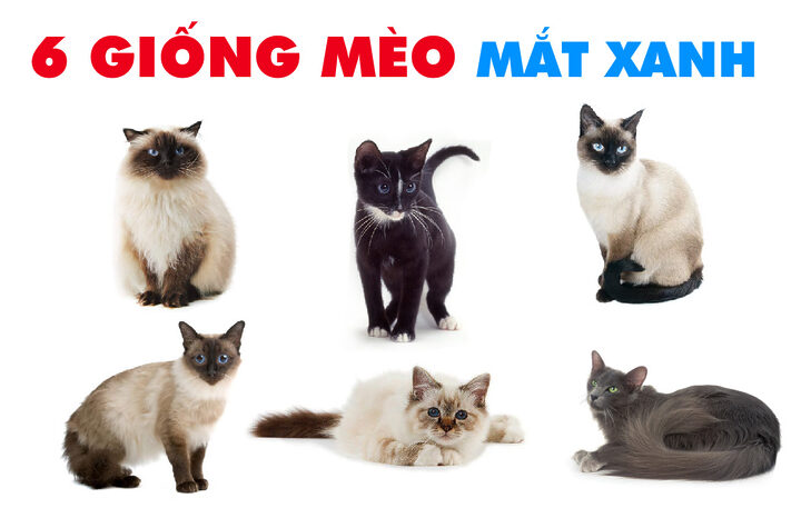 Đặc Điểm Nổi Bật Của Mèo Xiêm Mắt Xanh
