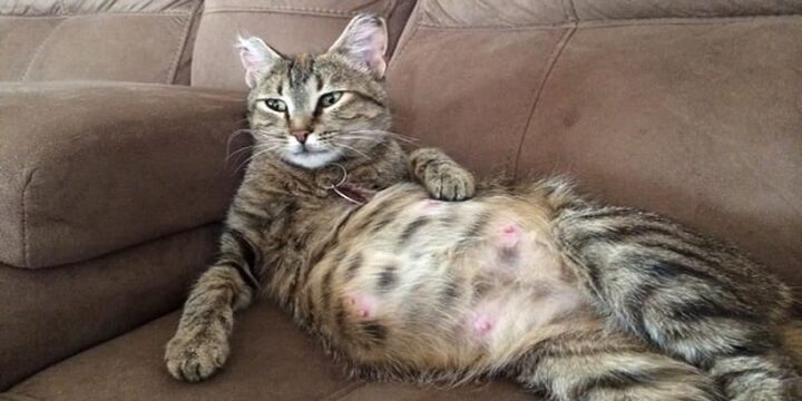 Mèo Bị Sưng Vú: Nguyên Nhân, Triệu Chứng và Cách Xử Lý