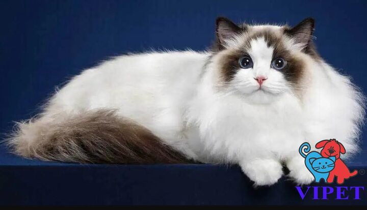 Mèo Ragdoll Mắt Tím: Sự Thật Về Màu Mắt Đặc Trưng