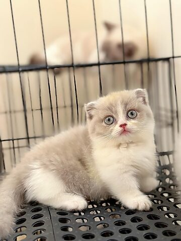 Tìm Hiểu Về Mèo Chân Ngắn Tay Cụt (Giống Munchkin)