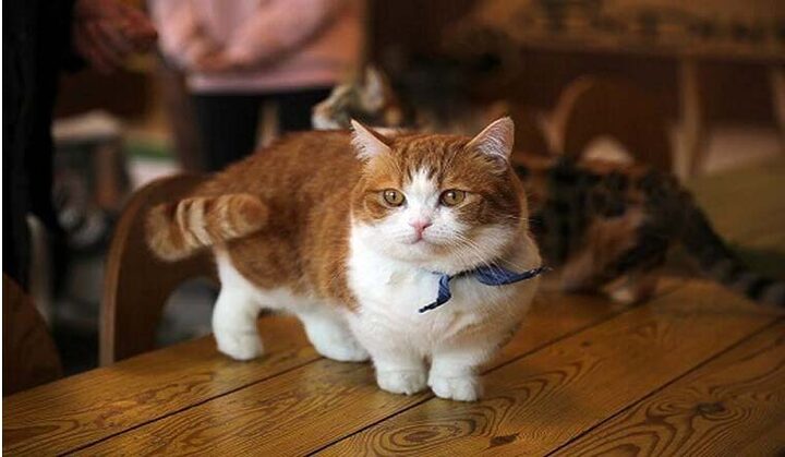 Tên Tiếng Anh Của Các Giống Mèo Chân Ngắn Phổ Biến