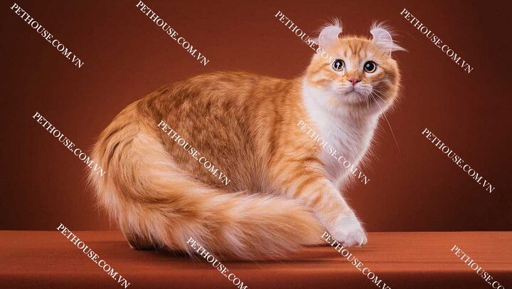 Mèo Mỹ tai xoắn American Curl với đôi tai cong đặc trưng đứng trên thảm