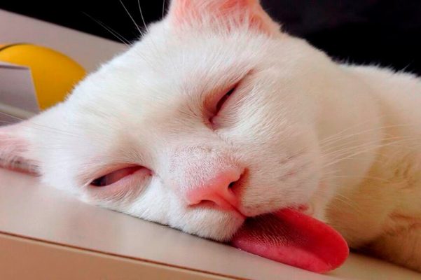 Mèo Bị Nóng: Nguyên Nhân Và Cách Xử Lý Hiệu Quả