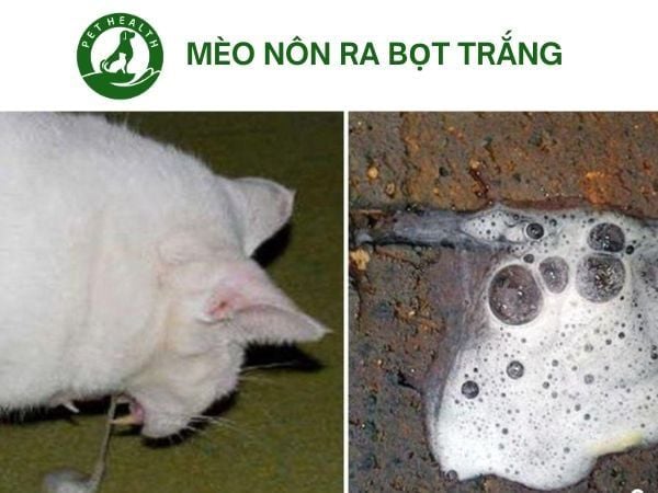 Mèo Bị Nôn Ra Giun Sán: Nguyên Nhân, Triệu Chứng & Cách Xử Lý Chi Tiết