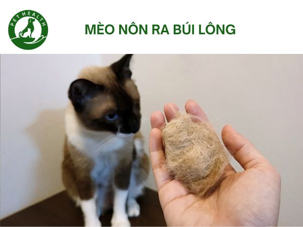 Mèo bị nôn ra lông: Nguyên nhân và cách xử lý hiệu quả