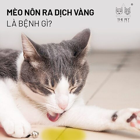 Mèo Nôn Ra Nước: Hiểu Rõ Nguyên Nhân, Triệu Chứng Và Cách Xử Lý