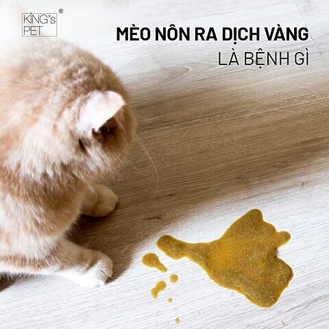 Mèo Nôn Ra Nước: Hiểu Rõ Nguyên Nhân, Triệu Chứng Và Cách Xử Lý