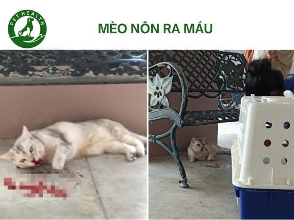 Mèo Bị Nôn Ra Máu: Dấu Hiệu Cảnh Báo & Xử Lý Đúng